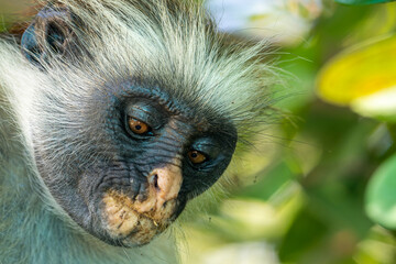 Zanzibar Red Colobus Monkey (Piliocolobus kirkii) on Unguja Island, Zanzibar archipelago, Tanzania, Africa 