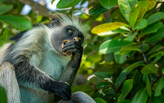 Zanzibar Red Colobus Monkey (Piliocolobus kirkii) on Unguja Island, Zanzibar archipelago, Tanzania, Africa 