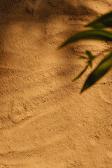 Sand background. Nature composition. Product display. Green plant leaves foliage shadow on sunny beige desert grain texture with copy space.