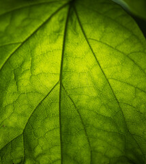 Fototapeta na wymiar Green leaf back-lit by the sunlight.