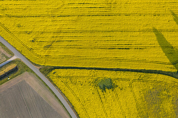 Aerial view on big yellow fields of rape on a sunny day. European village, agriculture. Seasonal product. Beautiful texture of nature.