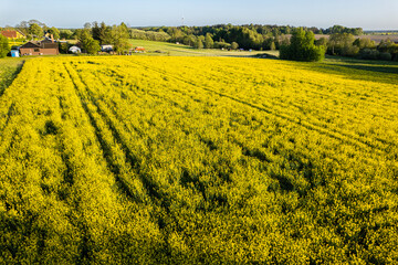 Aerial view on big yellow fields of rape on a sunny day. European village, agriculture. Seasonal product. Beautiful texture of nature.