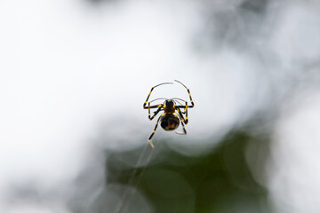 Close-up of spider on web