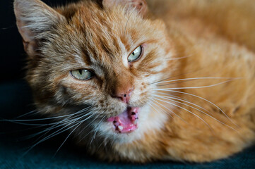 red haired female cat close 