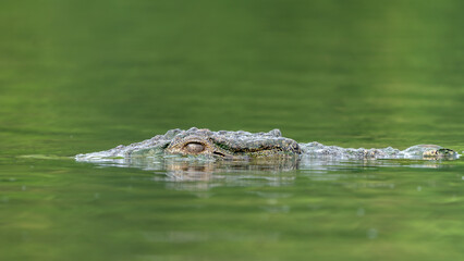 Fototapeta premium The mugger crocodile (Crocodylus palustris)