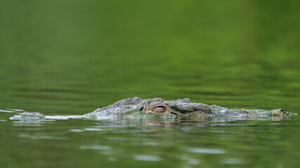 The mugger crocodile (Crocodylus palustris)