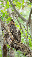 The spot-bellied eagle-owl (Ketupa nipalensis)