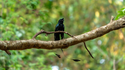 The greater racket-tailed drongo (Dicrurus paradiseus)