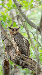 The spot-bellied eagle-owl (Ketupa nipalensis)