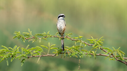 Obraz premium The long-tailed shrike or rufous-backed shrike (Lanius schach) 