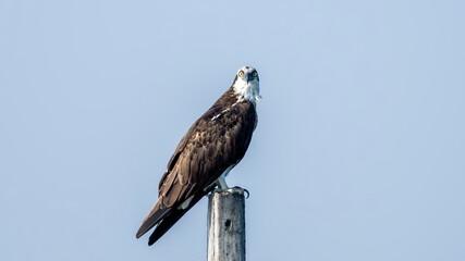 osprey (Pandion haliaetus) also called sea hawk