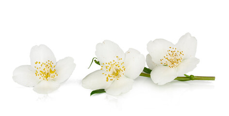 Jasmine flowers isolated on a white background, top view