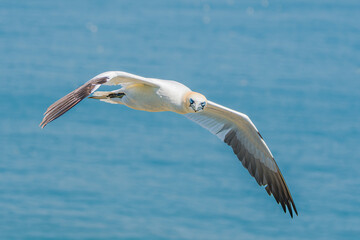 Gannet in flight