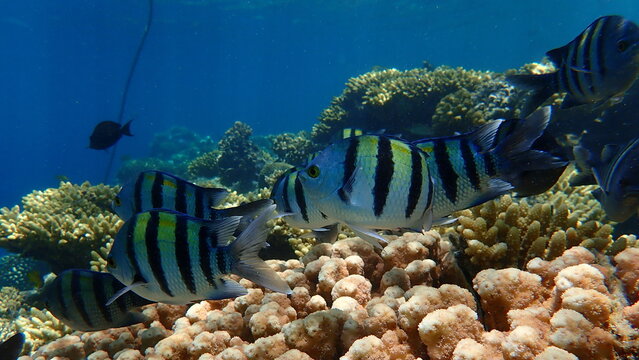 Indo-Pacific sergeant or sergeant major (Abudefduf vaigiensis) undersea, Red Sea, Egypt, Sharm El Sheikh, Nabq Bay