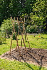Wooden bean sticks in the garden for growing bean plants as a symbol for self supply. 
