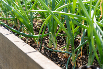 Close up of leek plants groing in the raised bed in the garden for self supply and healthy food. 