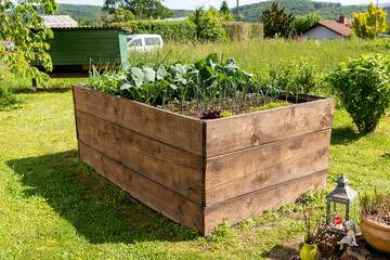 Side view on a wooden raised bed in the garden with young plants growing inside the bed as a smbol for gardening and self supply