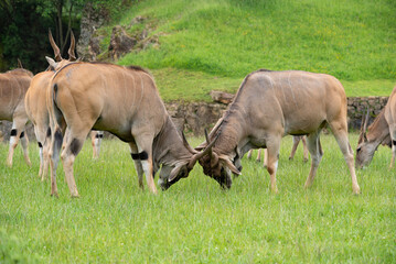 Two Eland males fighting