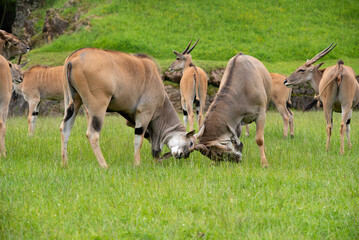 Two Eland males fighting