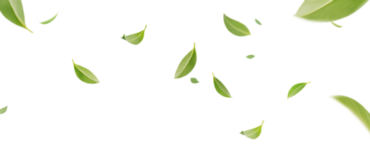Flying whirl green tea leaves in the air with transparent background png, Healthy products by organic natural ingredients concept