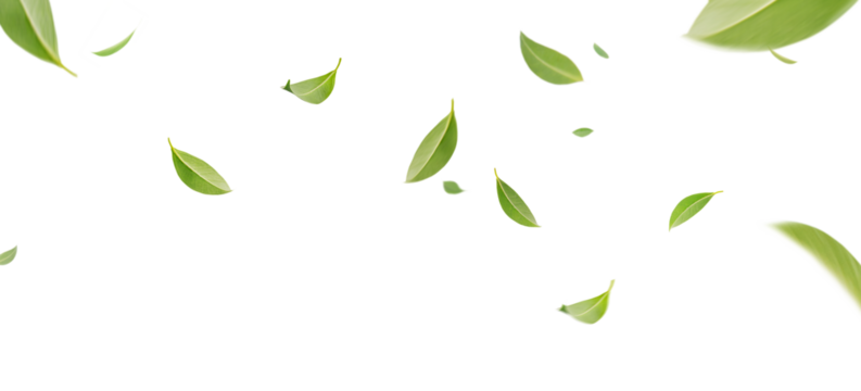 Flying whirl green tea leaves in the air with transparent background png, Healthy products by organic natural ingredients concept