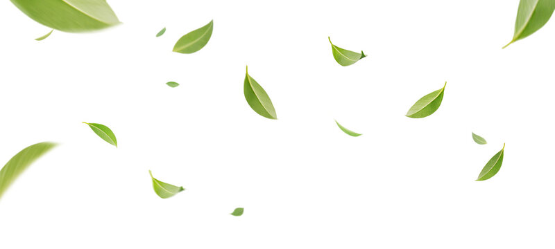 Fototapeta Flying whirl green tea leaves in the air with transparent background png, Healthy products by organic natural ingredients concept