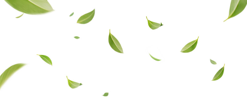 Flying whirl green tea leaves in the air with transparent background png, Healthy products by organic natural ingredients concept