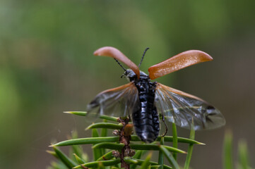 Omophlus lepturoides, Darkling Beetle, Omophle faux lepture