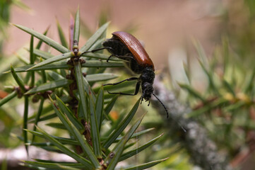 Omophlus lepturoides, Darkling Beetle, Omophle faux lepture