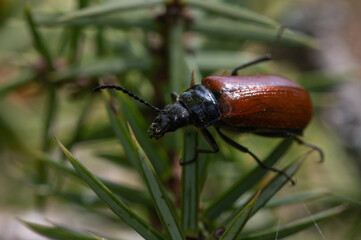 Omophlus lepturoides, Darkling Beetle, Omophle faux lepture