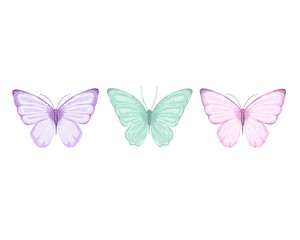 butterfly on white background