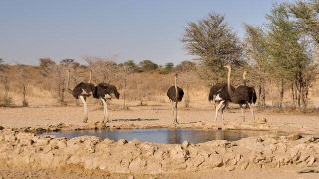 Flock of ostriches dawdle at water hole edge in Kalahari landscape