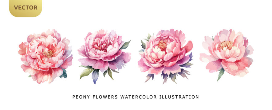 Peony pink flowers watercolor isolated on white background. Set of beautiful flower for wedding and invitation vector illustration