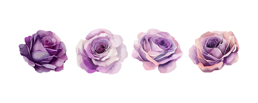 Set of purple roses watercolor isolated on white background. Beautiful violet flowers, wedding invitation floral vector illustration