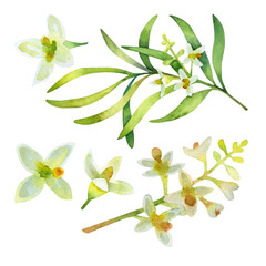 Watercolor set of olive flowers. Hand drawn floral illustration isolated on a white background.