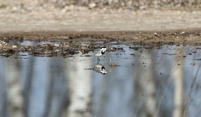 White wagtail in field