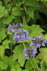 Blue African lily flowers