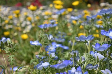 Fototapeta premium 花