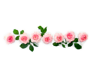 Pink flowers roses on a white background with space for text. Top view, flat lay