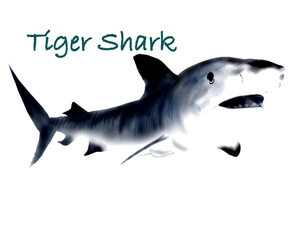 Tiger shark hand drawing illustration