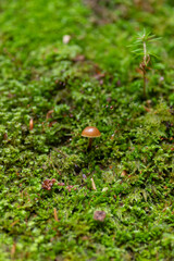 苔の上に生えたキノコ