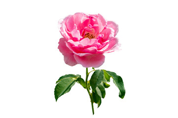 Obraz premium pink rose Isolated on transparent background PNG file