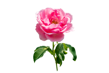 pink rose Isolated on transparent background PNG file