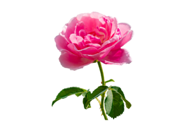 pink rose Isolated on transparent background PNG file