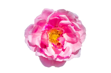 pink rose Isolated on transparent background PNG file