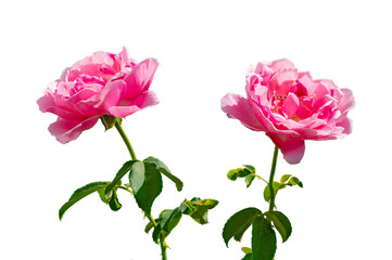 Fototapeta premium pink rose Isolated on transparent background PNG file