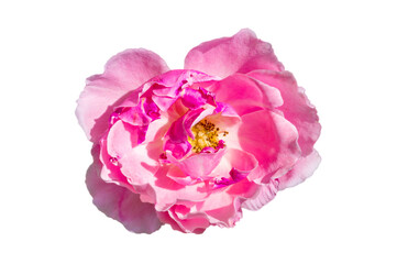 pink rose Isolated on transparent background PNG file