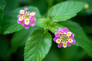 ランタナの花　マクロイメージ