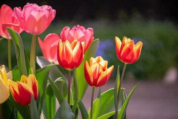 Fototapeta premium チューリップの花 春のイメージ
