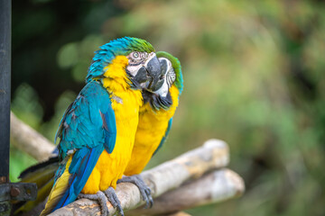 ルリコンゴウインコのポートレート